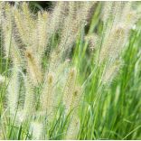 Pennisetum alopecuroides 'Little Bunny' - Törpe tollborzfű 1L