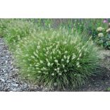 Pennisetum alopecuroides 'Little Bunny' - Törpe tollborzfű 1L