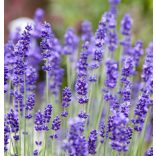 Lavandula angustifolia - Közönséges levendula cs9