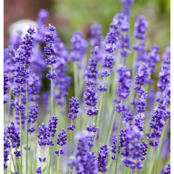 Lavandula angustifolia - Közönséges levendula cs9