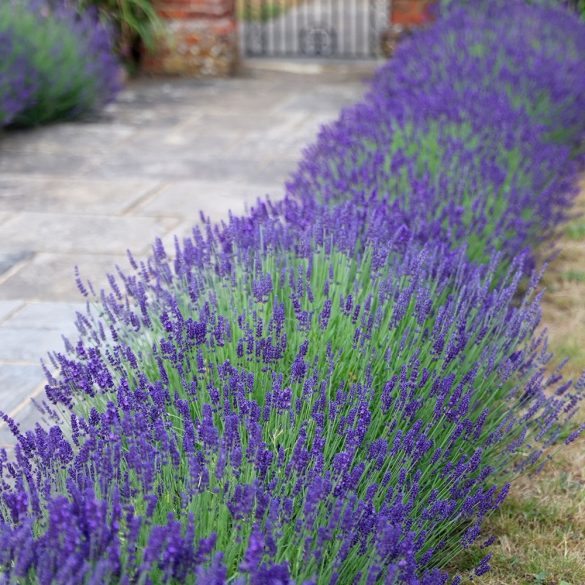 Lavandula angustifolia - Közönséges levendula cs9