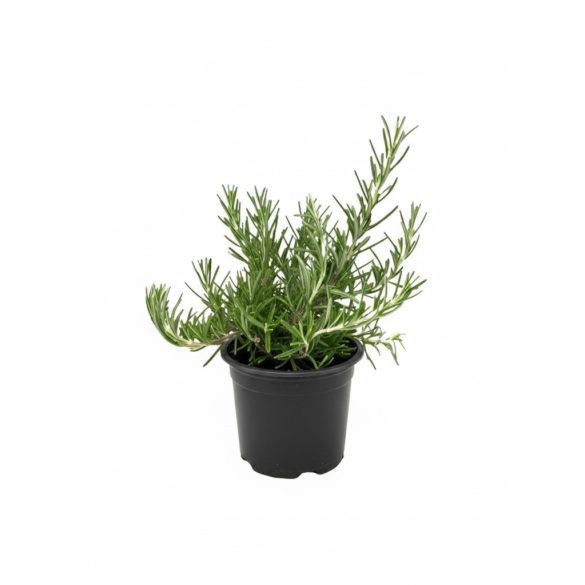Rosmarinus officinalis - Rozmaring cs9