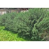 Rosmarinus officinalis - Rozmaring cs9