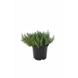 Thymus vulgaris – Kerti kakukkfű cs9