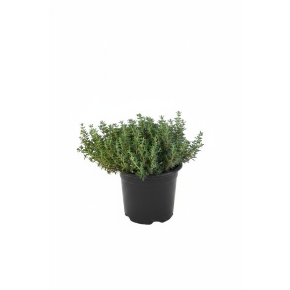 Thymus vulgaris – Kerti kakukkfű cs9