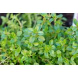 Thymus vulgaris – Kerti kakukkfű cs9