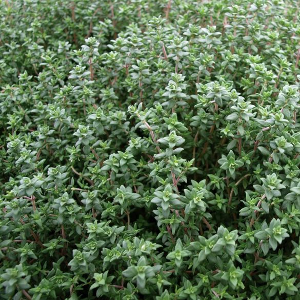 Thymus vulgaris – Kerti kakukkfű cs9